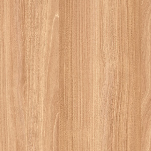 AMERİCAN MAPLE